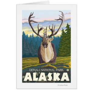 Caribou in the Wild - Denali National Park,
