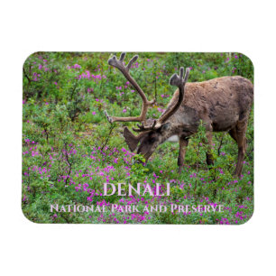 Caribou in Wildflowers, Denali National Park, AK Magnet