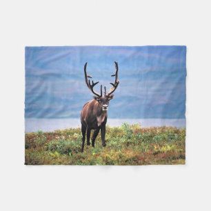 Caribou or Reindeer   Denali National Park, Alaska Fleece Blanket