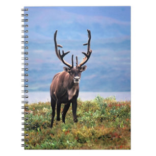 Caribou or Reindeer   Denali National Park, Alaska Notebook