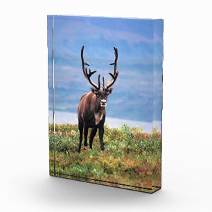 Caribou or Reindeer   Denali National Park, Alaska Photo Block