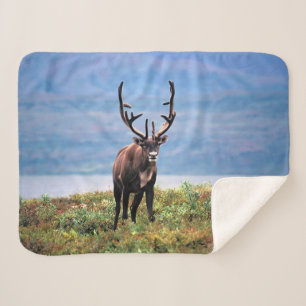Caribou or Reindeer   Denali National Park, Alaska Sherpa Blanket