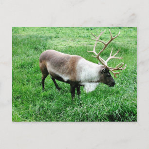 Caribou Postcard