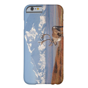caribou, Rangifer tarandus, bull in fall colours Barely There iPhone 6 Case