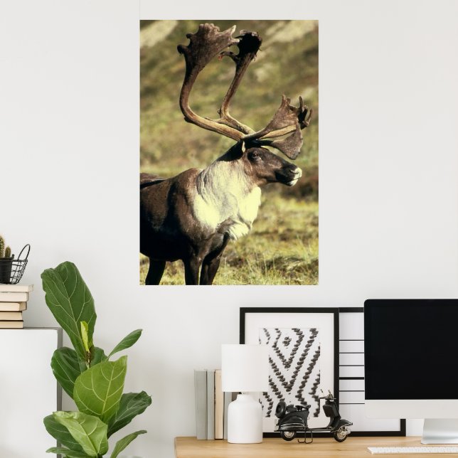 Caribou / Reindeer Wildlife Lover Poster (Home Office)