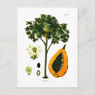 Carica papaya (Papaya) Postcard