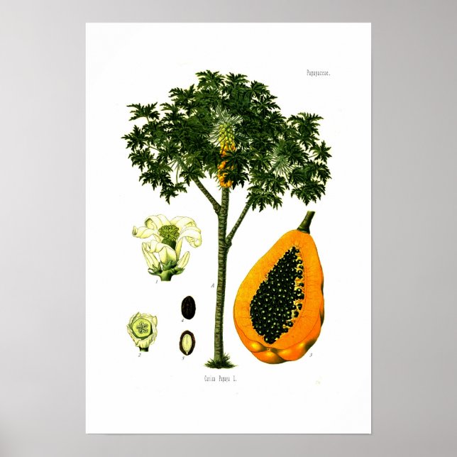 Carica papaya (Papaya) Poster (Front)