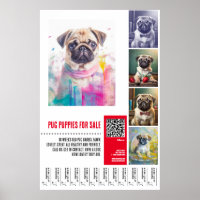 Carlin chiot à vendre poster modèles