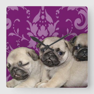 carlin chiots chien carré mural horloge