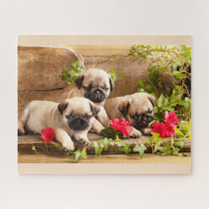 Carlin chiots parmi les puzzle de fleurs