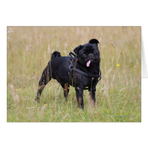 Carlin noir collant Tounge