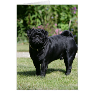 Carlin noir debout regarder la caméra
