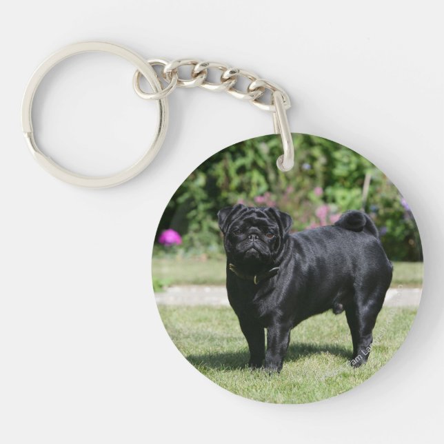 Carlin noir se tenant regardant l'appareil-photo (Devant)