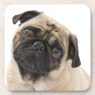 Carlin Puppy Dog Cocktail Drink Dessous de verre S