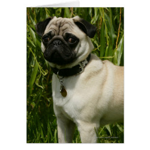 Carlin regardant l'appareil-photo