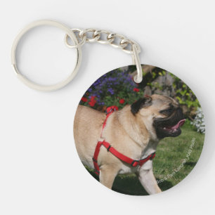 Carlin utilisant le harnais rouge