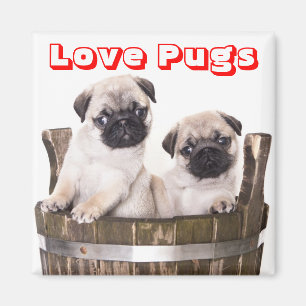 Carlins d'amour Chiens de chiots dans un aimant en