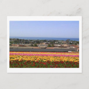 Carlsbad Flower Fields Postcard