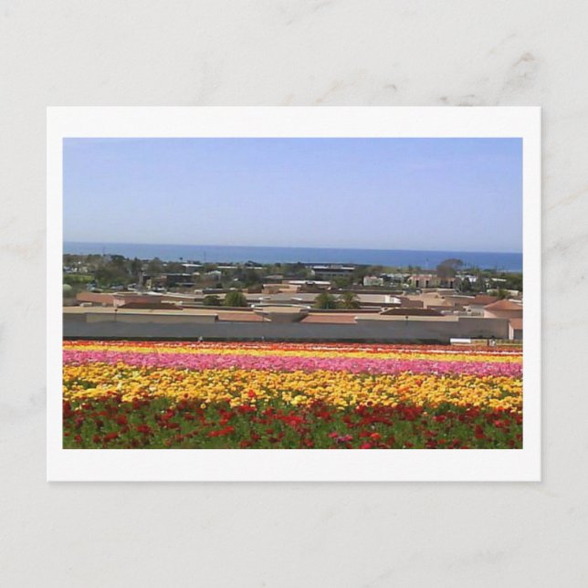 Carlsbad Flower Fields Postcard (Front)