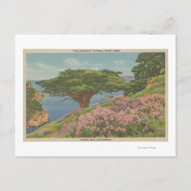 Carmel Bay, CA - View of "Old Veteran" Tree Postcard (Front)