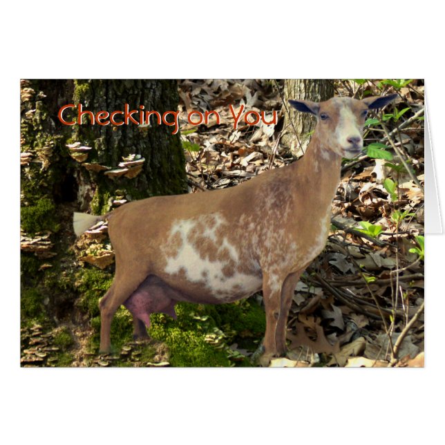 Carmel Mini Dairy Doe Goat- customize (Front Horizontal)