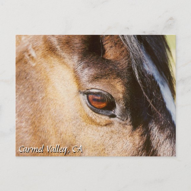 Carmel Valley Horse Eye Postcard (Front)
