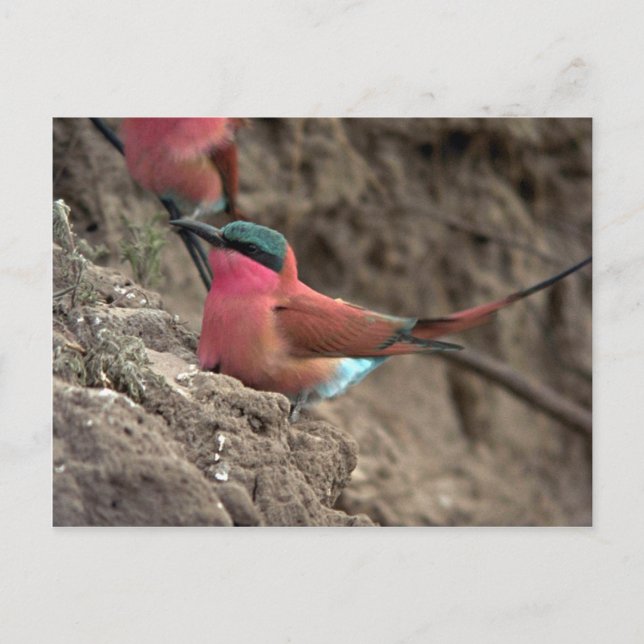 Carmine Bee-Eater Postcard (Front)