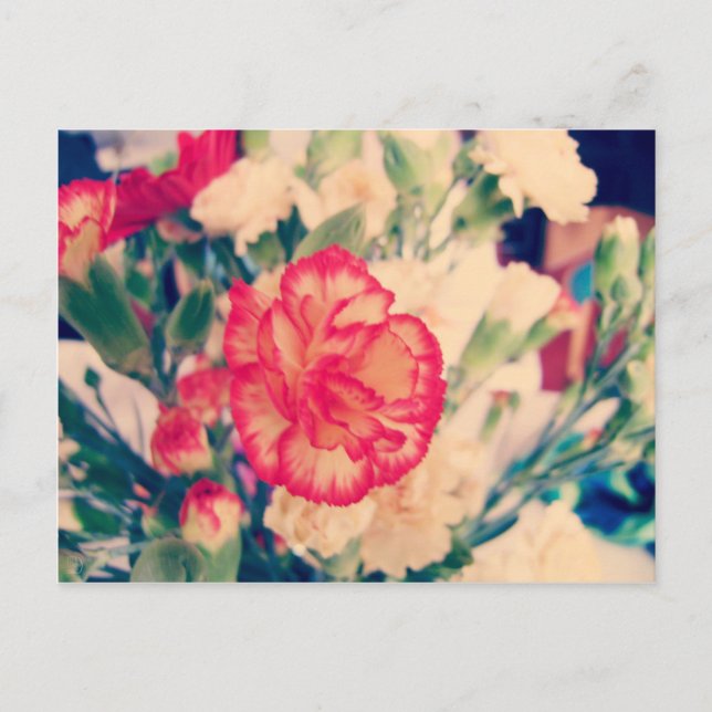 Carnation, carte postale (Devant)