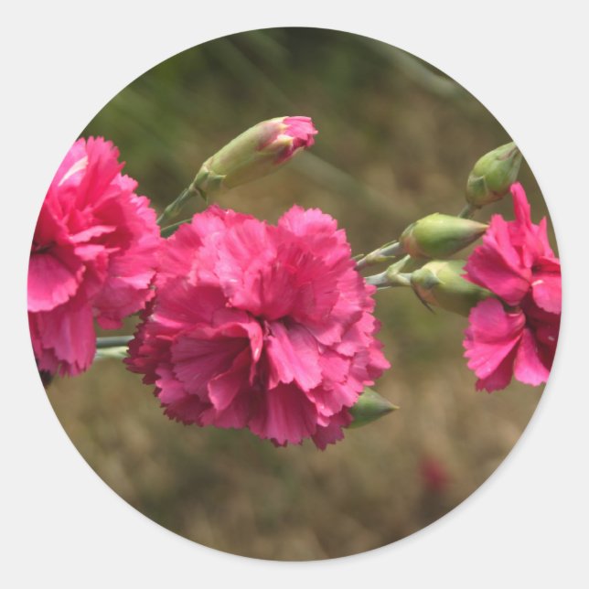 carnation classic round sticker (Front)