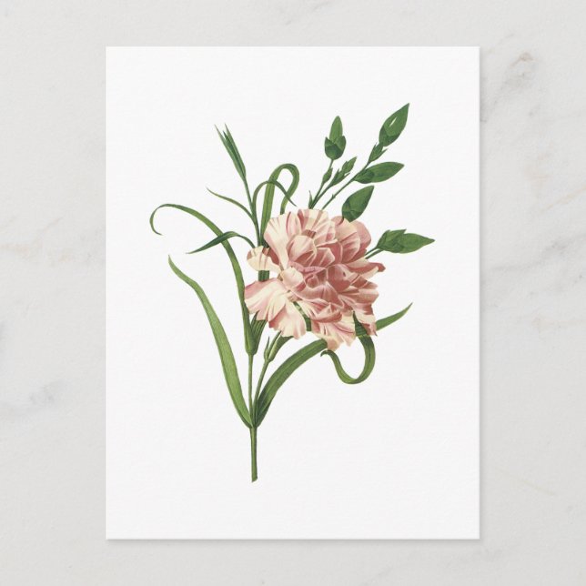 carnation(Dianthus caryophyllus) by Redouté Postcard (Front)