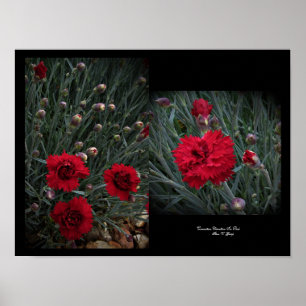Carnation Dianthus In Red Wall Art by Stan VG