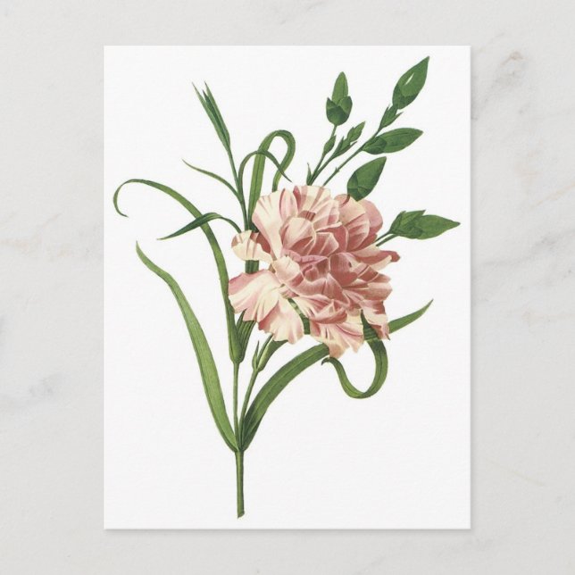 Carnation Postcard (Front)