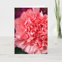 "Carnation rose 1." Carte de vœux