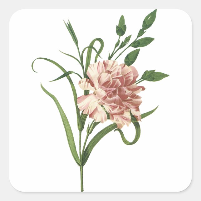 Carnation Sticker (Front)