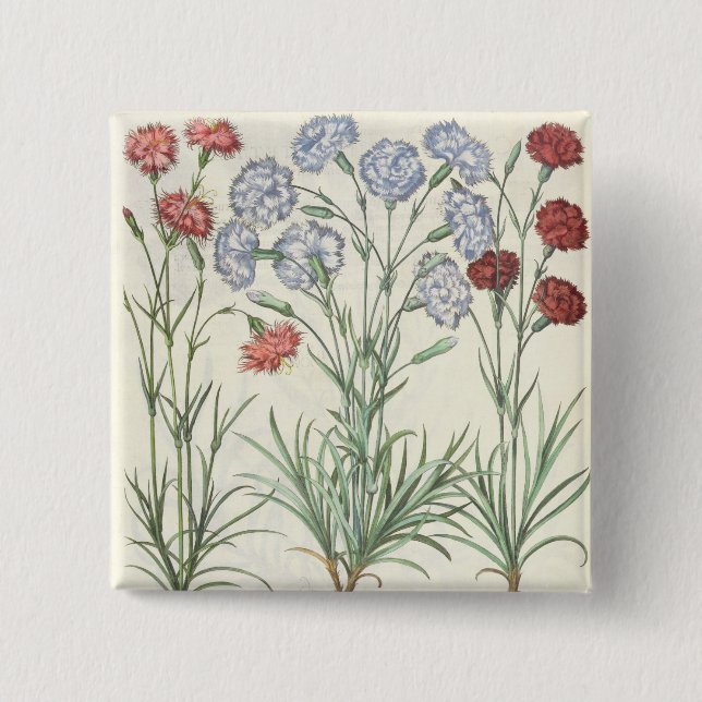 Carnations: 1.Caryophyllus multiplex flore albo; 2 2 Inch Square Button (Front)