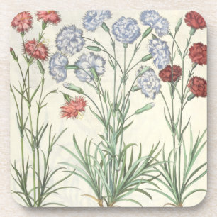 Carnations: 1.Caryophyllus multiplex flore albo; 2 Coaster
