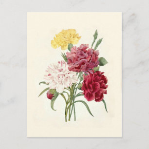 Carnations by Pierre-Joseph Redouté Postcard