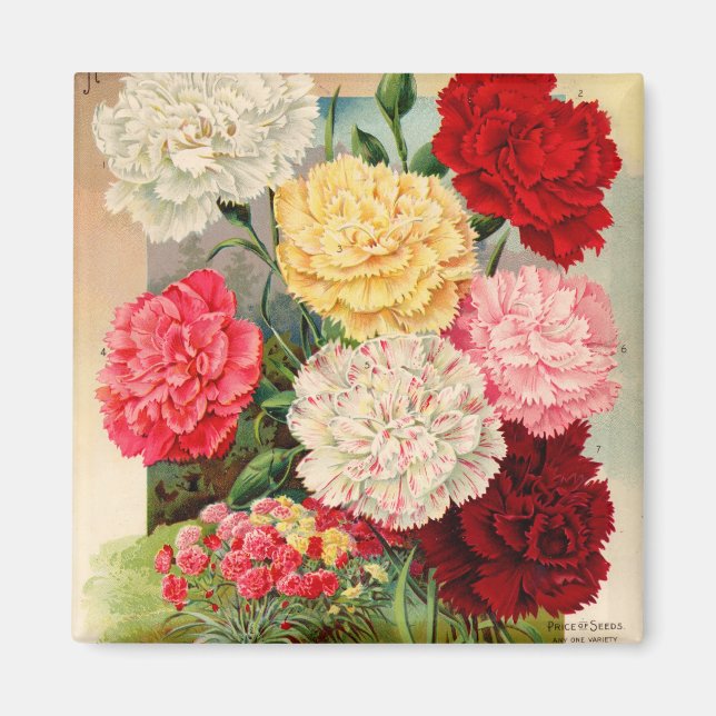 Carnations Seed Packet Magnet (Front)