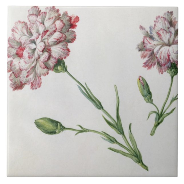 Carnations (w/c on paper) tile (Front)