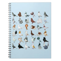 36 races de pigeon