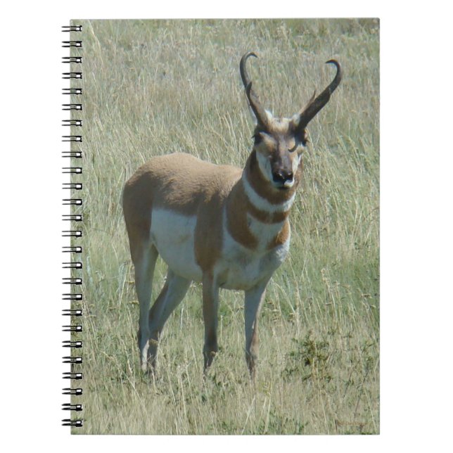 Carnet A13 Pronghorn Antelope Buck (Devant)