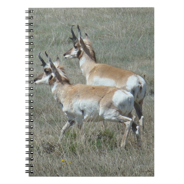 Carnet A27 Pronghorn Antelope Youhg Bucks (Devant)