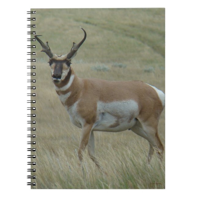 Carnet A33 Pronghorn Antelope Buck Crooked Horns (Devant)