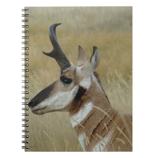 Carnet A4 Pronghorn Antelope Young Buck Head Shot Profile (Devant)