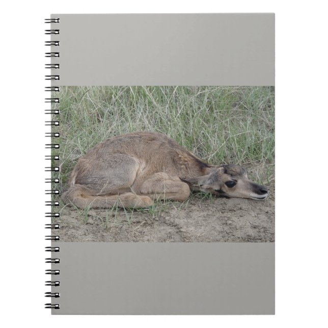 Carnet A6 Bébé Antilope Pronghorn (Devant)