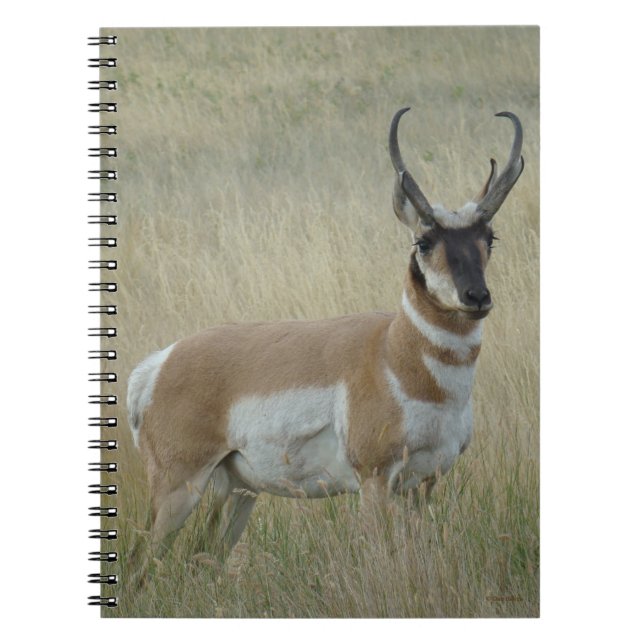 Carnet A8 Pronghorn Antelope Big Buck (Devant)