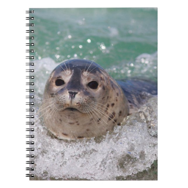Carnet A baby seal surfing (Devant)