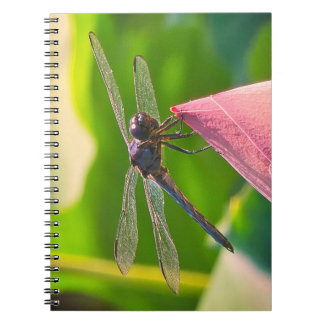 Carnet A Slaty Skimmer dragonfly