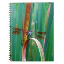A teal Eyed Dragonfly with cattails