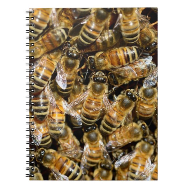 Carnet Abeilles (Devant)